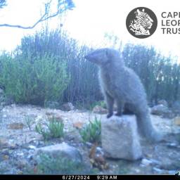 Small grey mongoose